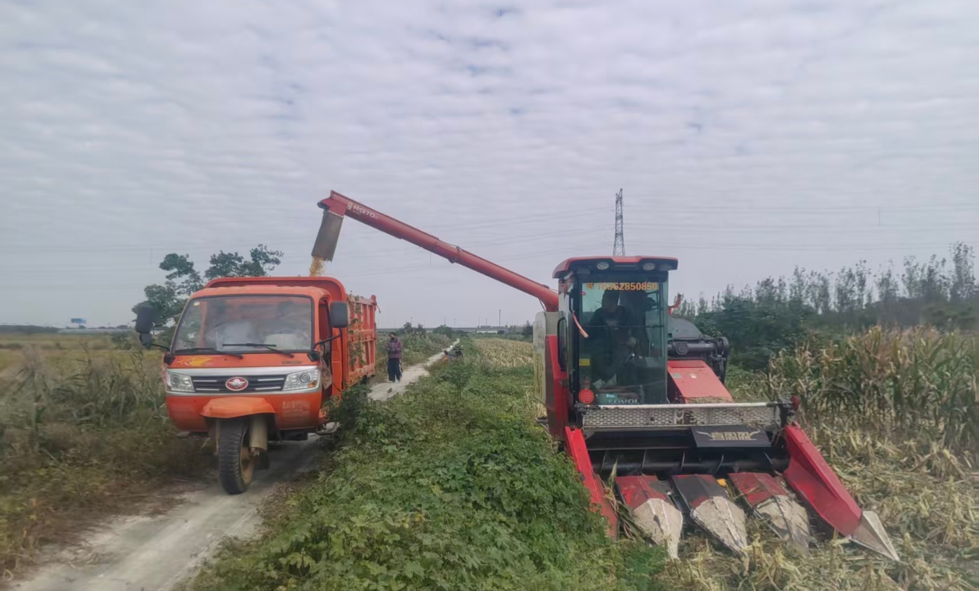 倉(cāng)儲(chǔ)中心收玉米20251027_副本